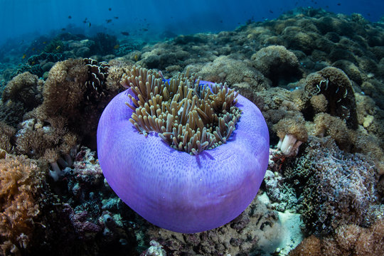 A Magnificent anemone, Heteractis magnifica, grows on a coral reef in Indonesia. This anemone is often host to a number of different species of anemonefish.