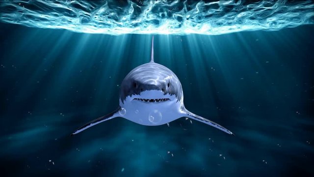 Great White Shark swimming in blue ocean