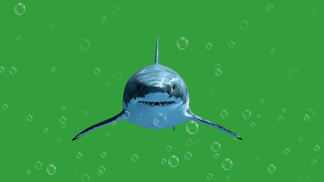 Green screen of Great White Shark swimming with bubbles