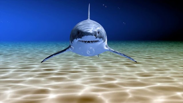 Great White Shark swimming in blue ocean bottom