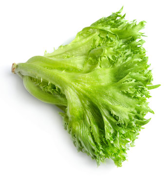 Frillis salad isolated on white. Saturated green color. Close-up. Top view.