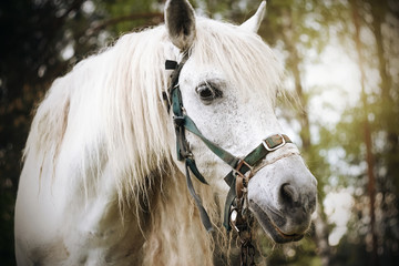 Portrait of a beautiful white horse with a long mane, standing against a pine forest, illuminated by sunlight.