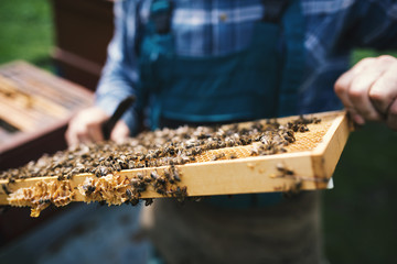Beekeper is working with honeycombs which is completely covered by bees. Detail on apiarist´s...