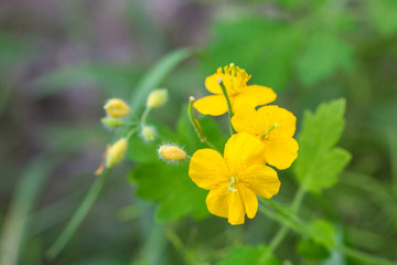 Spring outdoors, blooming yellow celandine flowers, nobody, close-up，Chelidonium majus