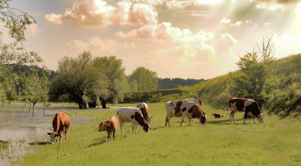 herd of cows grazing in a meadow
