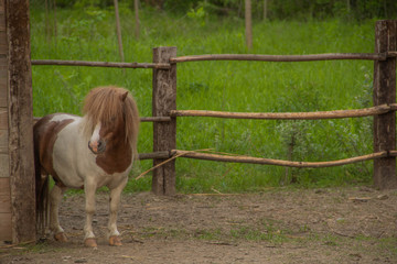 pony 