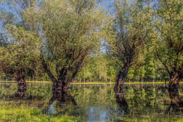 trees in the water