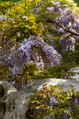 wisteria purple flowering plant flower 