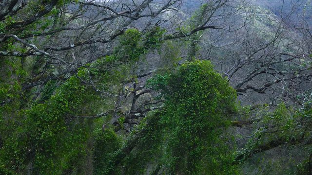 ROBLES - OAK y ZARZAPARRILLA - COMMON SMILAX , Sierra Salvada, Bizkaia, Basque Country, Spain, Europe