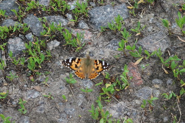  Butterfly mournage sits on stony ground