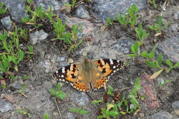  Butterfly mournage sits on stony ground