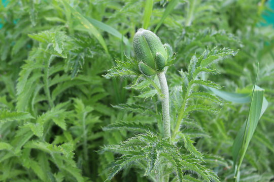 Poppy flowers coming soon from buds