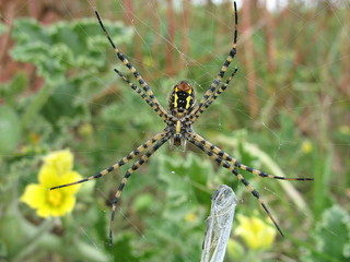 Argiope bruennichi