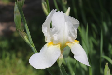 Naklejka na ściany i meble Multicolored irises bloom in the garden in spring