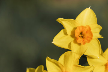 Gelbe Blüte einer Narzisse mit grünem Hintergrund
