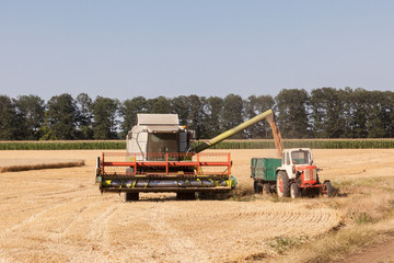 Fototapeta premium combine harvesting wheat and unloading grains into tractor trailer