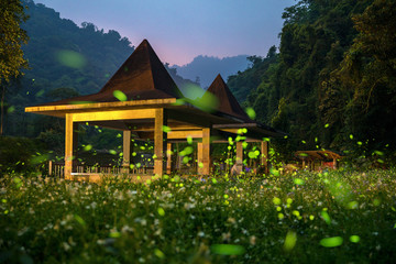 Flying fireflies in taiwan