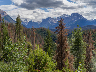 Obraz premium Pine forest with mountains in the background, Icefields Parkway, Jasper, Alberta, Canada