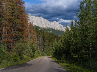 Highway passing through forest, Yellowhead Highway, Jasper National Park, Jasper, Alberta, Canada