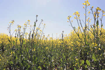 Field of rapeseed in full bloom, on a rural farm in Scotland, UK