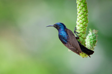 Naklejka premium Image of purple sunbird(Male) on a branch on nature background. (Cinnyris asiatica) Bird. Animal.
