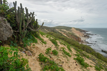 Cactus on the beach of Jericoacoara, Brazil