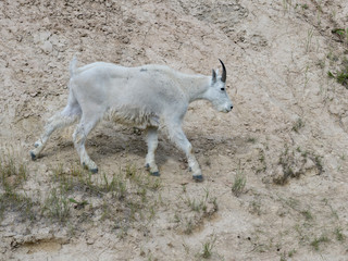 Fototapeta premium Mountain goat�(Oreamnos americanus), Icefields Parkway, Jasper, Alberta, Canada