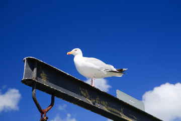 Obraz premium big fat seagull standing on a joist and winch