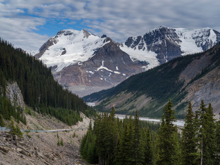 Pine trees with mountain in the background, Icefields Parkway, Jasper, Alberta, Canada