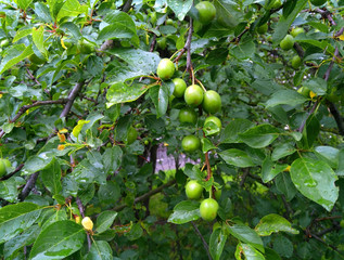 Raindrops on green leaves and ripening fruits of the fruit tree