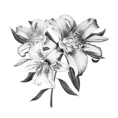 Beautiful black and white lily composition. Floral print. Marker drawing. Watercolor painting. Wedding and birthday festive composition. Greeting card. Painted background. Hand drawn illustration.