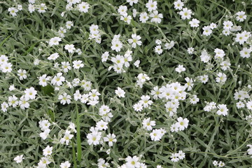 White flowers bloomed in the flowerbed