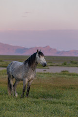 Obraz na płótnie Canvas Wild Horse Stallion at Dawn in the Utah Desert