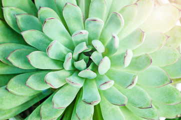 The flowering plants in the Crassulaceae family.