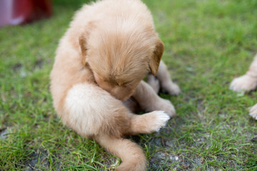 cute puppy dog lover hundewelpen hoverwart blond tierbabys haustier hund vierbeiner welpe wachhund...