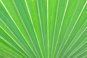 Texture of Green palm Leaf