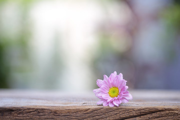 Obraz na płótnie Canvas small pink chrysanthemum flower on wooden table