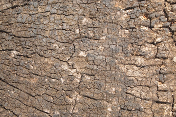 Background wood texture close up