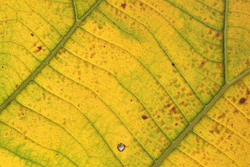 pattern of yellow teak leaf