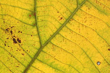 pattern of yellow teak leaf