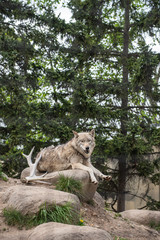 Wolf sitting peacefully on the rock in a wooden atmosphere during a summer time.