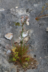 Hollow-stemmed asphodel or onionweed (Asphodelus fistulosus) on Rottnest Island is an invasive exotic weed in Australia and USA and native to the Mediterranean region