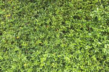 Green tree wall close up