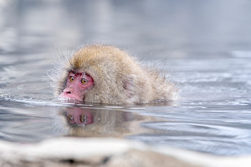 Travel Asia. Red-cheeked monkey. During winter, you can see monkeys soaking in a hot spring at Hakodate is popular hot spring. The snow monkeys soak in Japan..