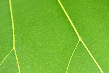 pattern of green leaf close up