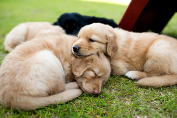 cute puppy dog lover hundewelpen hoverwart blond tierbabys haustier hund vierbeiner welpe wachhund...
