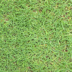 Green grass texture from a field