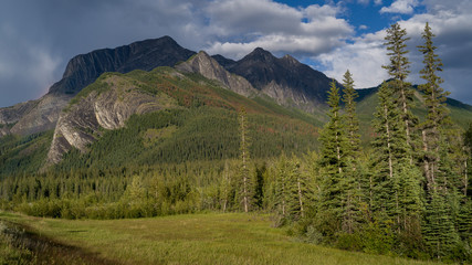 Obraz premium Pine forest with mountains in the background, Yellowhead Highway, Jasper National Park, Jasper, Alberta, Canada