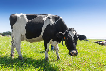 Friesian holstein dairy cow on green grass.