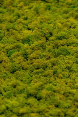 Obraz premium green leaf background